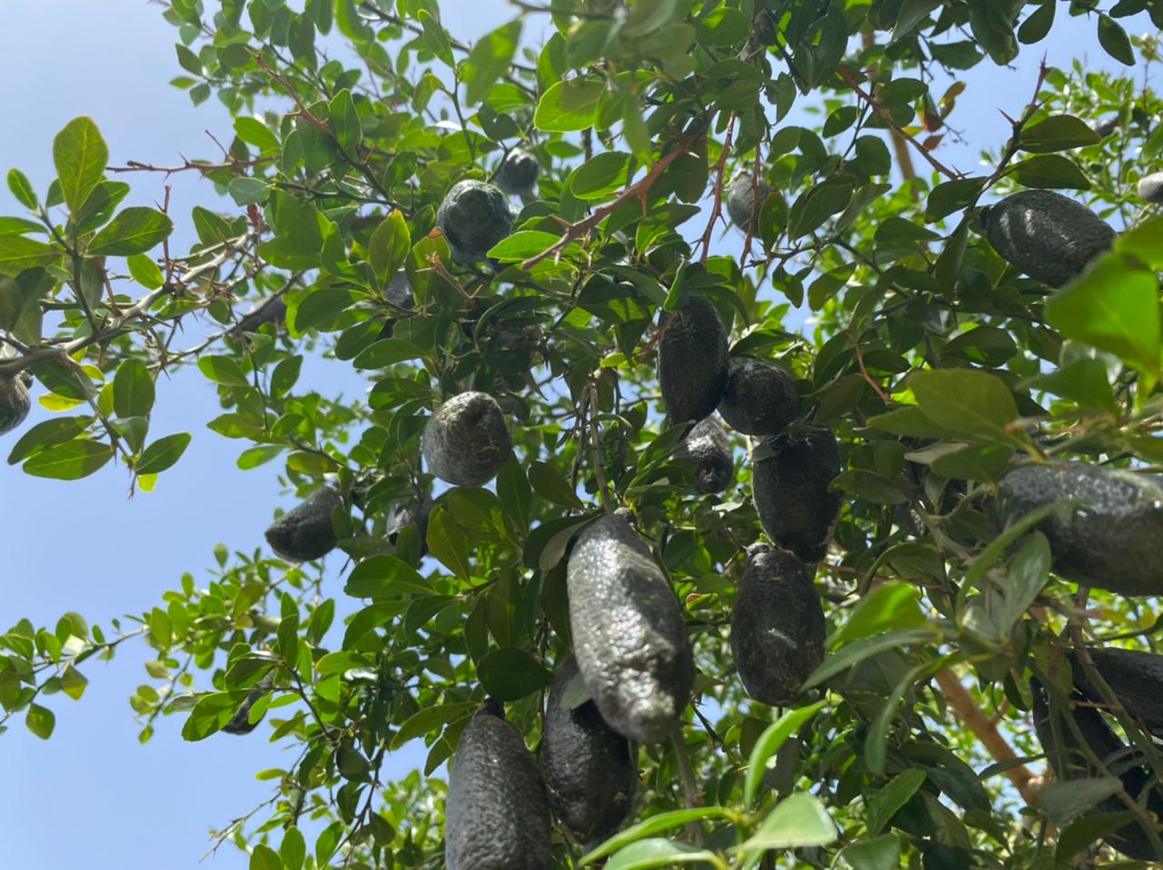 fruit citron caviar arbre