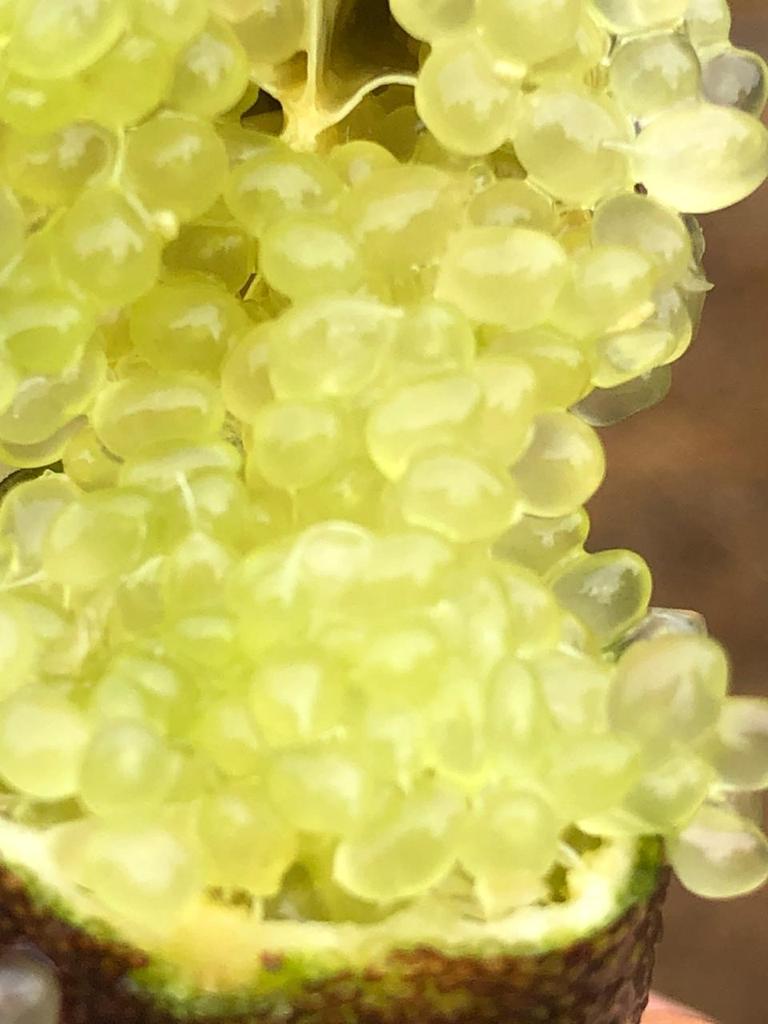 billes de citron caviar